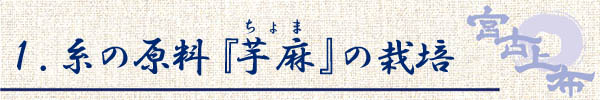 宮古上布作業工程/糸の原料「芋麻」の栽培