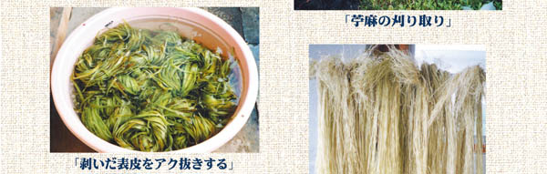 宮古上布作業工程/糸の原料「芋麻」の栽培
